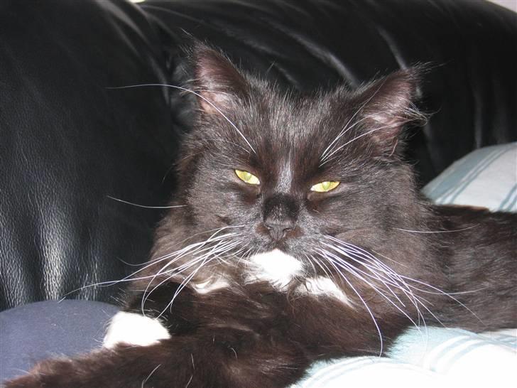 Blanding af racer Arne R.I.P 16/2/2009 billede 2