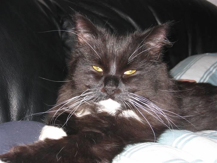 Blanding af racer Arne R.I.P 16/2/2009 billede 3