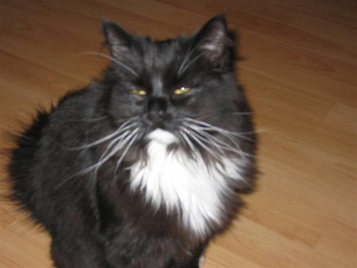 Blanding af racer Arne R.I.P 16/2/2009 billede 4