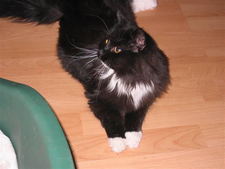 Blanding af racer Arne R.I.P 16/2/2009 billede 5