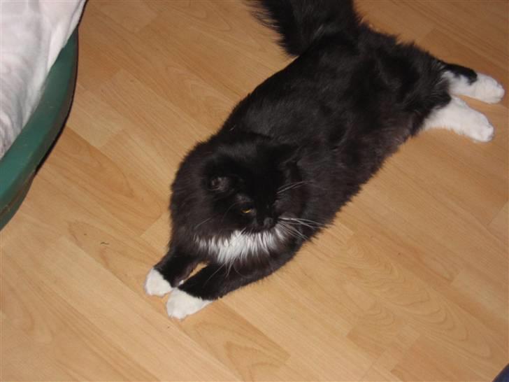 Blanding af racer Arne R.I.P 16/2/2009 billede 6