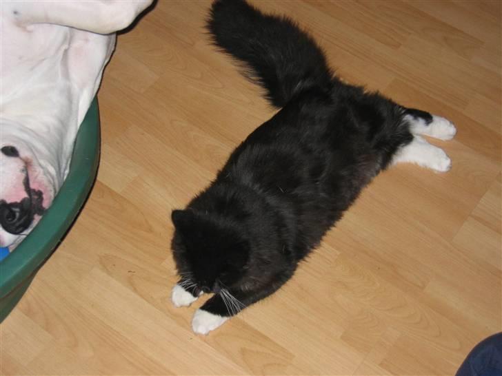 Blanding af racer Arne R.I.P 16/2/2009 billede 7