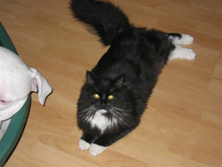 Blanding af racer Arne R.I.P 16/2/2009 billede 8