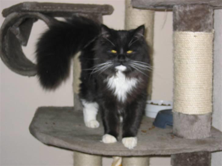 Blanding af racer Arne R.I.P 16/2/2009 billede 9