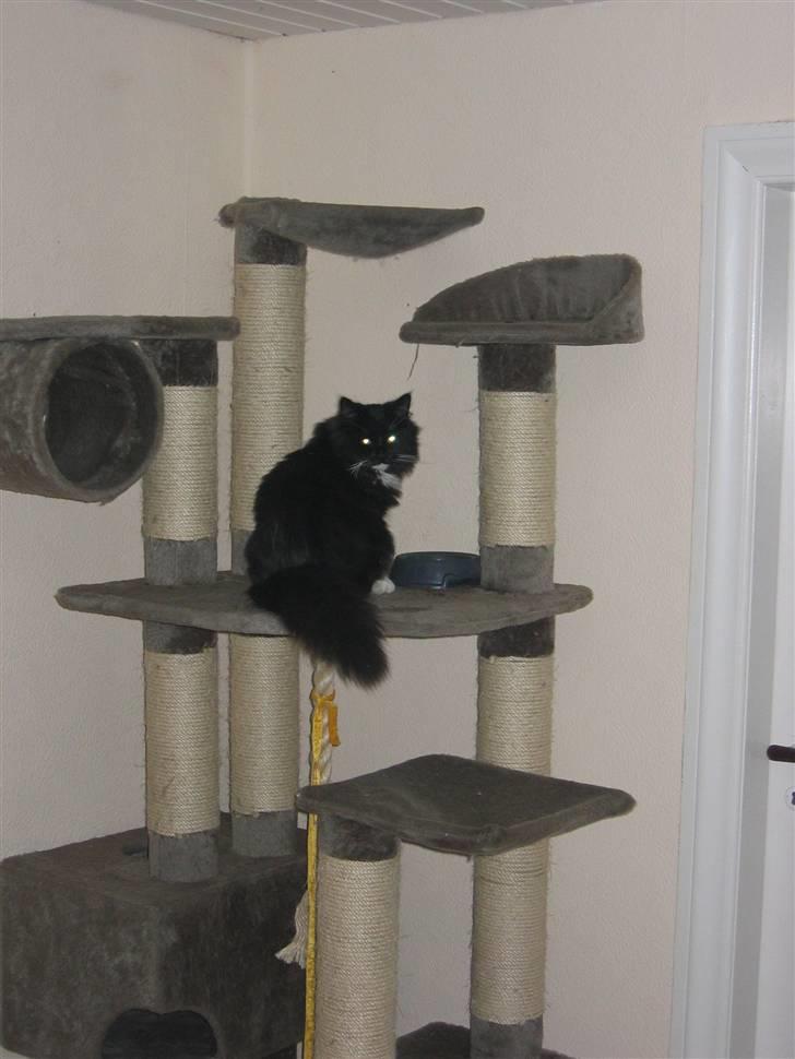 Blanding af racer Arne R.I.P 16/2/2009 billede 10