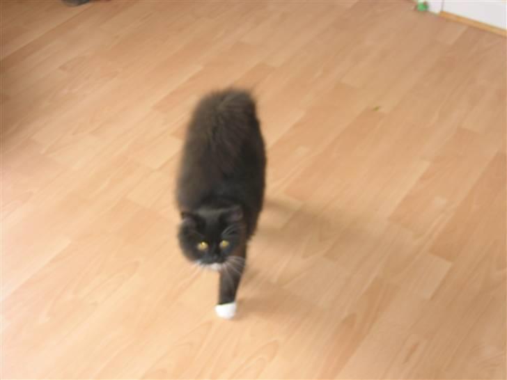 Blanding af racer Arne R.I.P 16/2/2009 billede 11