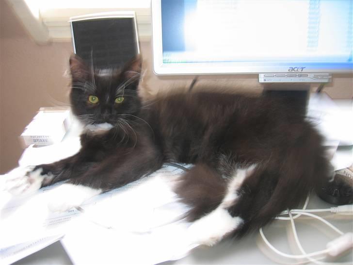 Blanding af racer Arne R.I.P 16/2/2009 billede 12