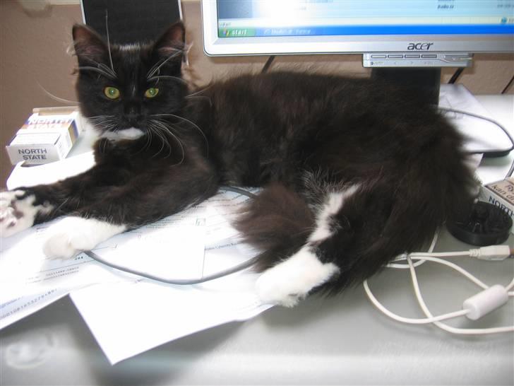 Blanding af racer Arne R.I.P 16/2/2009 billede 13