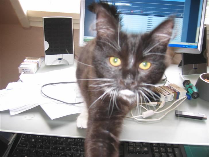 Blanding af racer Arne R.I.P 16/2/2009 billede 14