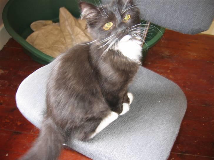 Blanding af racer Arne R.I.P 16/2/2009 billede 15