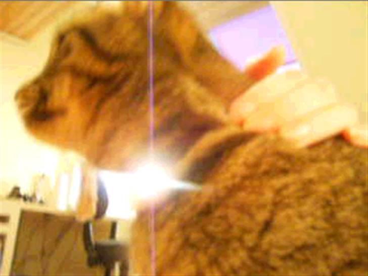 Blanding af racer Berta - Worw:P! billede 15