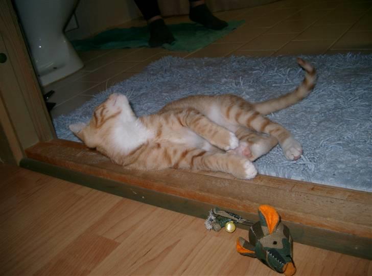 Blanding af racer Mikkel - Uha, han er lækker (; billede 13