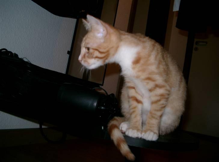 Blanding af racer Mikkel - Hvad mon han har fået øje på ;b billede 14