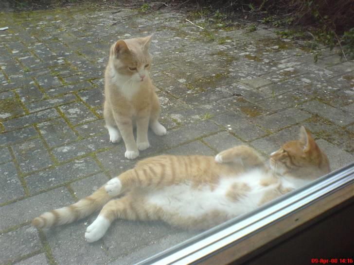 Blanding af racer Mikkel - Mikkel og hans ven (; Mikkel er ham der ligger ned, selvfølgelig. Hehe. billede 15