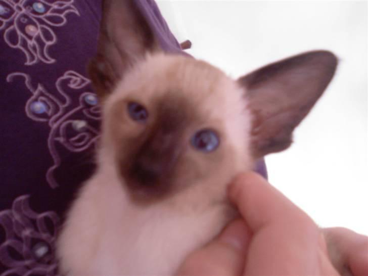 Siameser loke  - kig gerne alle billeder igennem har ikke flere billeder pt. men der kommer flere ;b det var da vi lige havde fået ham bare lidt for kær ;D billede 1