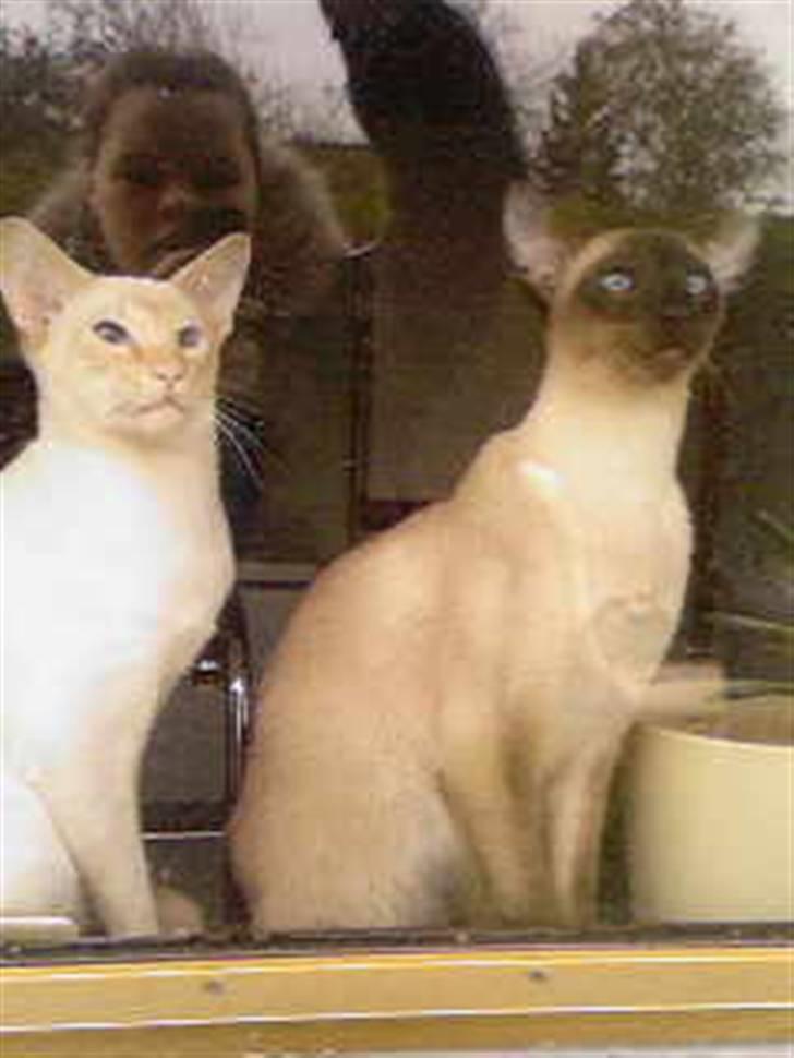 Siameser loke  - her kan ikke min 2 katte den hvid hedder modi og den brune hedder loke .. he og ja man kan se vinduet ;b billede 2