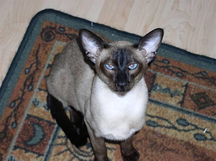 Siameser loke  - det er taget ude i vores køkken .. der var han 6 månder gammel..  billede 3