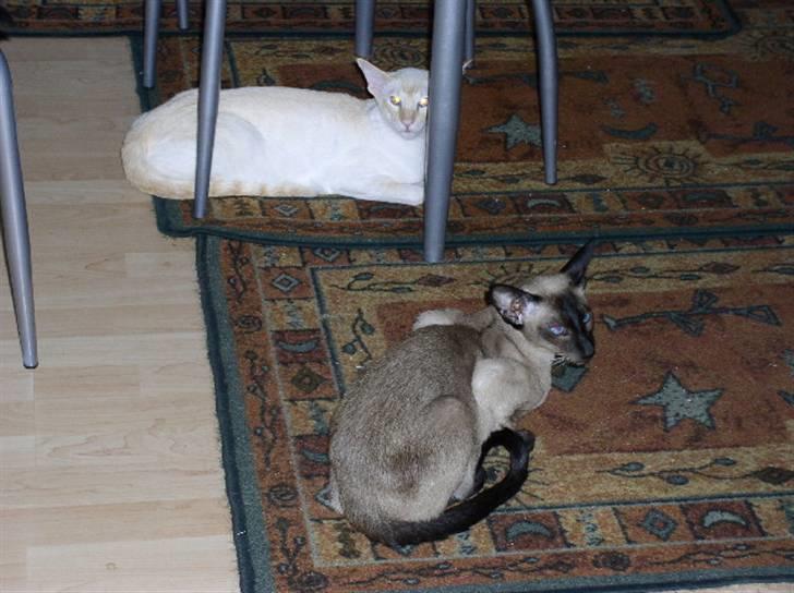 Siameser loke  - her kan i se mine to katte igen ; b billede 4