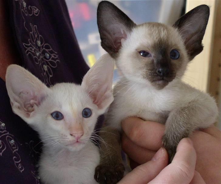 Siameser loke  - det var da vi var ovre at kigge på dem .. søde er de <33 billede 5