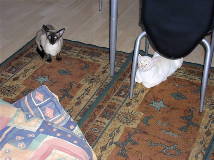 Siameser loke  - og loke igen i vores køkken ;b billede 6