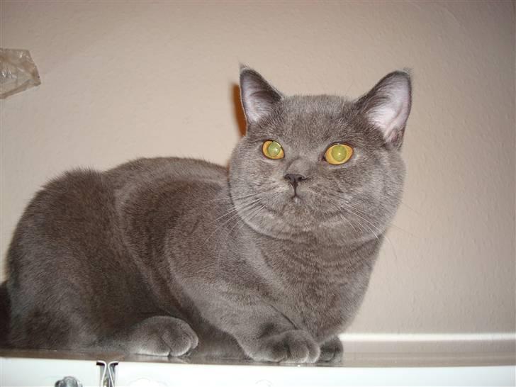 British Shorthair DK La Chatte Charmante billede 1