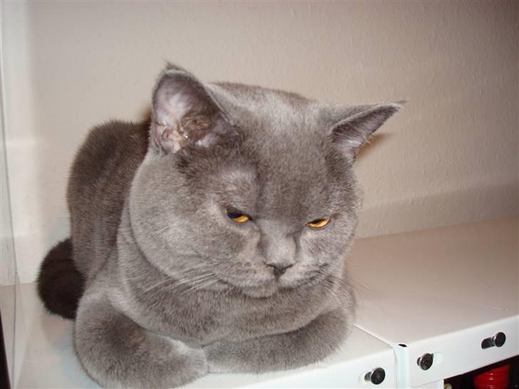 British Shorthair DK La Chatte Charmante billede 2