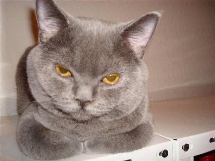 British Shorthair DK La Chatte Charmante billede 3