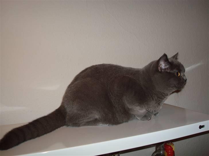 British Shorthair DK La Chatte Charmante billede 4