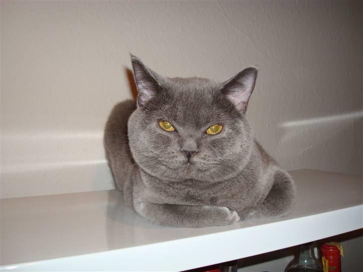 British Shorthair DK La Chatte Charmante billede 5