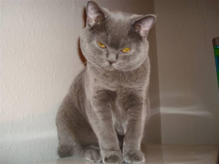 British Shorthair DK La Chatte Charmante billede 6