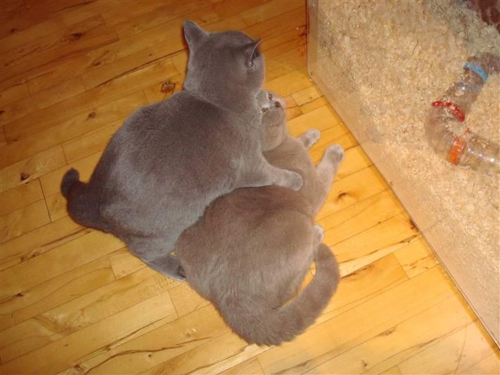 British Shorthair DK La Chatte Charmante billede 7