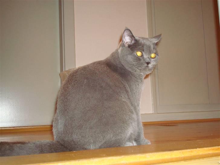 British Shorthair DK La Chatte Charmante billede 8