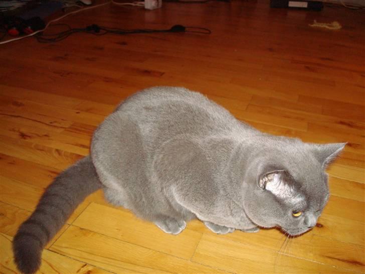 British Shorthair DK La Chatte Charmante billede 9