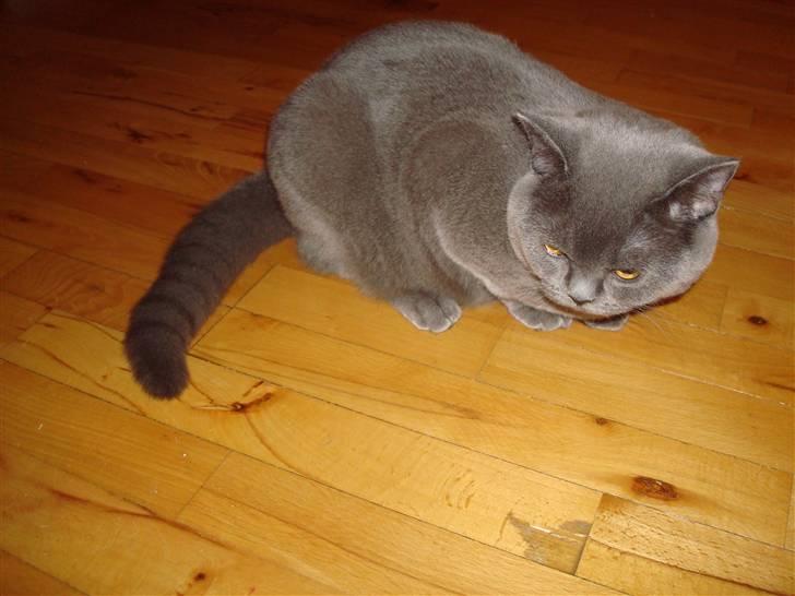 British Shorthair DK La Chatte Charmante billede 10