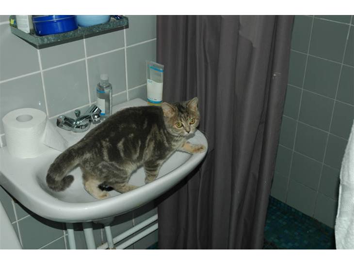 {{currentPhoto.altText}} billede {{currentPhoto.number}}