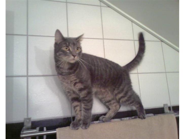 {{currentPhoto.altText}} billede {{currentPhoto.number}}