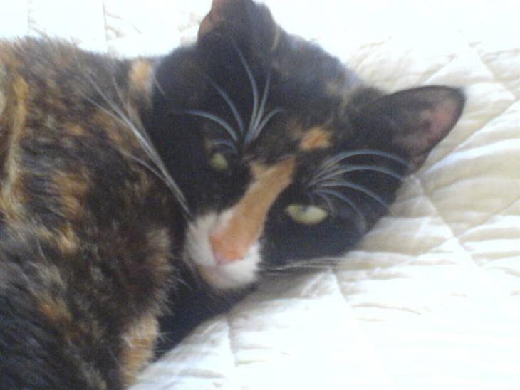 {{currentPhoto.altText}} billede {{currentPhoto.number}}