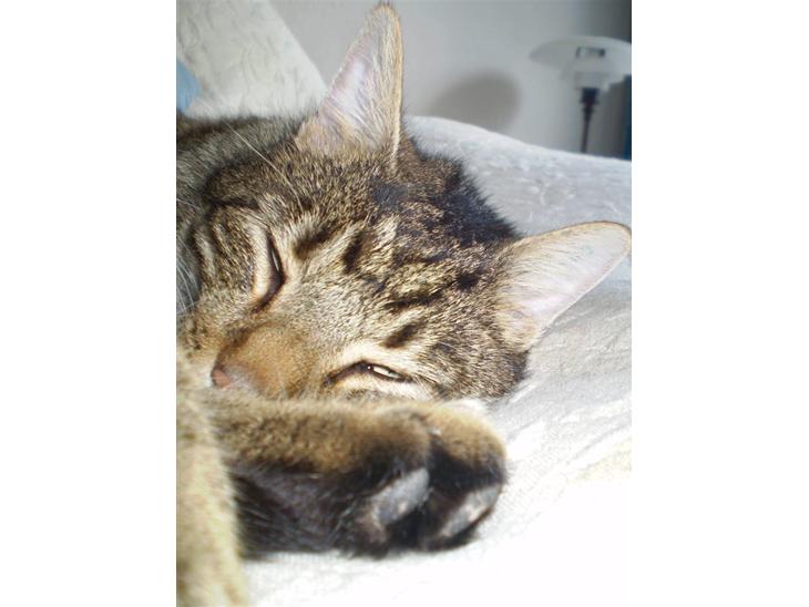 {{currentPhoto.altText}} billede {{currentPhoto.number}}