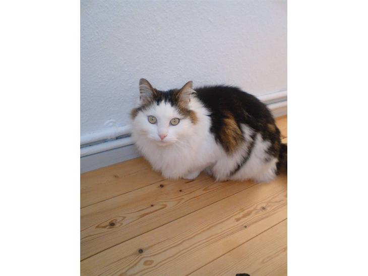 {{currentPhoto.altText}} billede {{currentPhoto.number}}