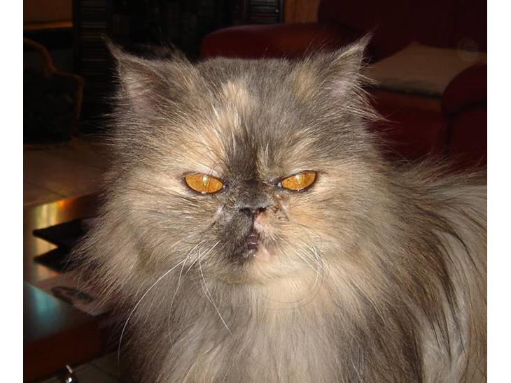 {{currentPhoto.altText}} billede {{currentPhoto.number}}