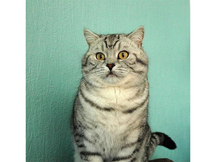 British Shorthair S*Swebritt's Dustin - S*Swebritt´s Dustin,3 år gl. og en rigtig lækker fyr ;-) !! billede 1