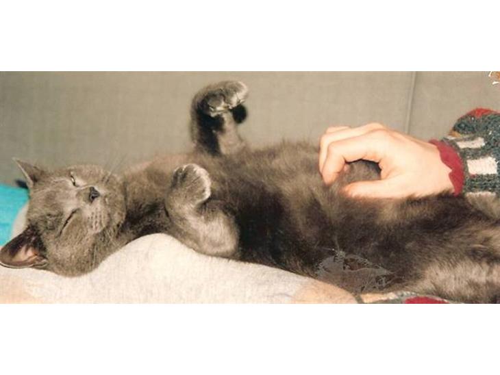 {{currentPhoto.altText}} billede {{currentPhoto.number}}