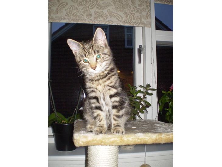 Blanding af racer Nala - smukke Nala billede 1