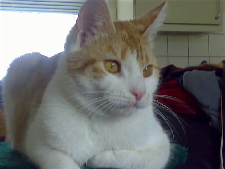 {{currentPhoto.altText}} billede {{currentPhoto.number}}