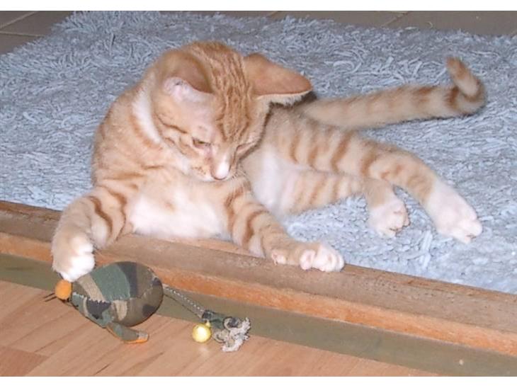 {{currentPhoto.altText}} billede {{currentPhoto.number}}