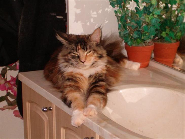 Maine Coon Anastacia( har født 2 ) billede 1
