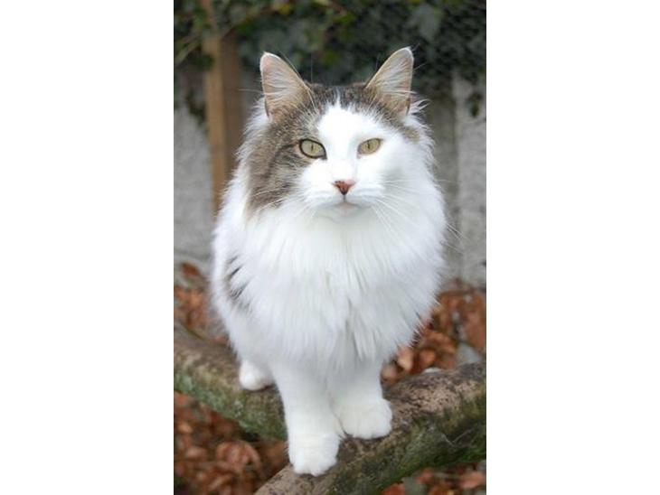 Maine Coon Line P (polydaktyl) - Line 2½ år billede 1