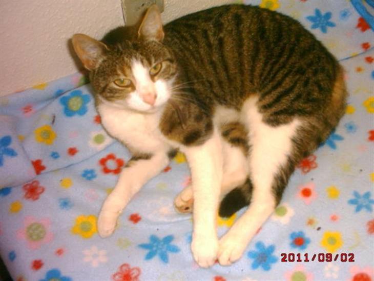 {{currentPhoto.altText}} billede {{currentPhoto.number}}