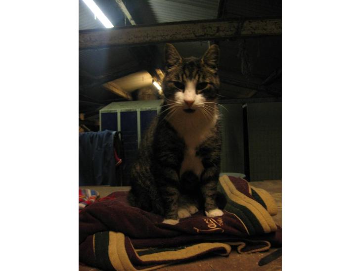 {{currentPhoto.altText}} billede {{currentPhoto.number}}