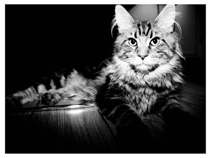 Maine Coon Cosmo  billede 1